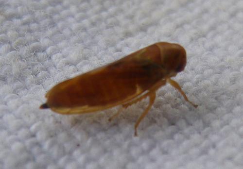 Réf. 287 134 : Oncopsis flavicollis